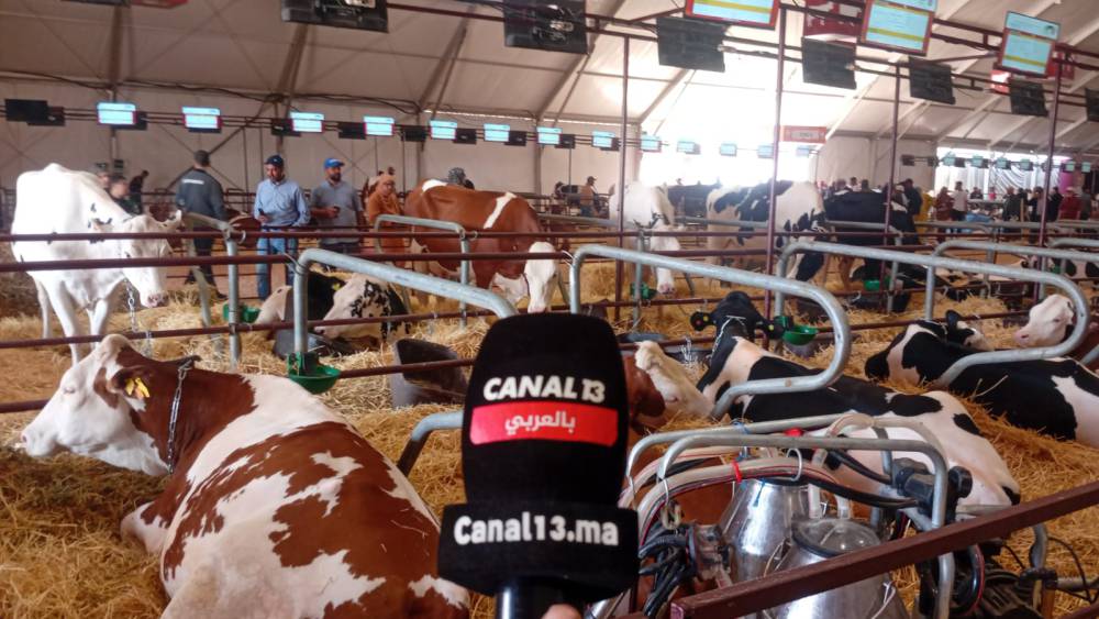 مكناس تحتفي بالتميز.. تتويج 8 تعاونيات مغربية بجائزة الجودة والابتكار