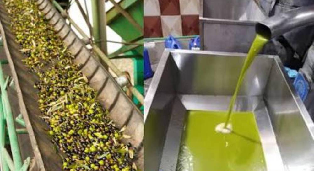 أونسا تكشف حصيلة ثقيلة لموسم زيت الزيتون 2026: إحالات قضائية وتشديد للمراقبة