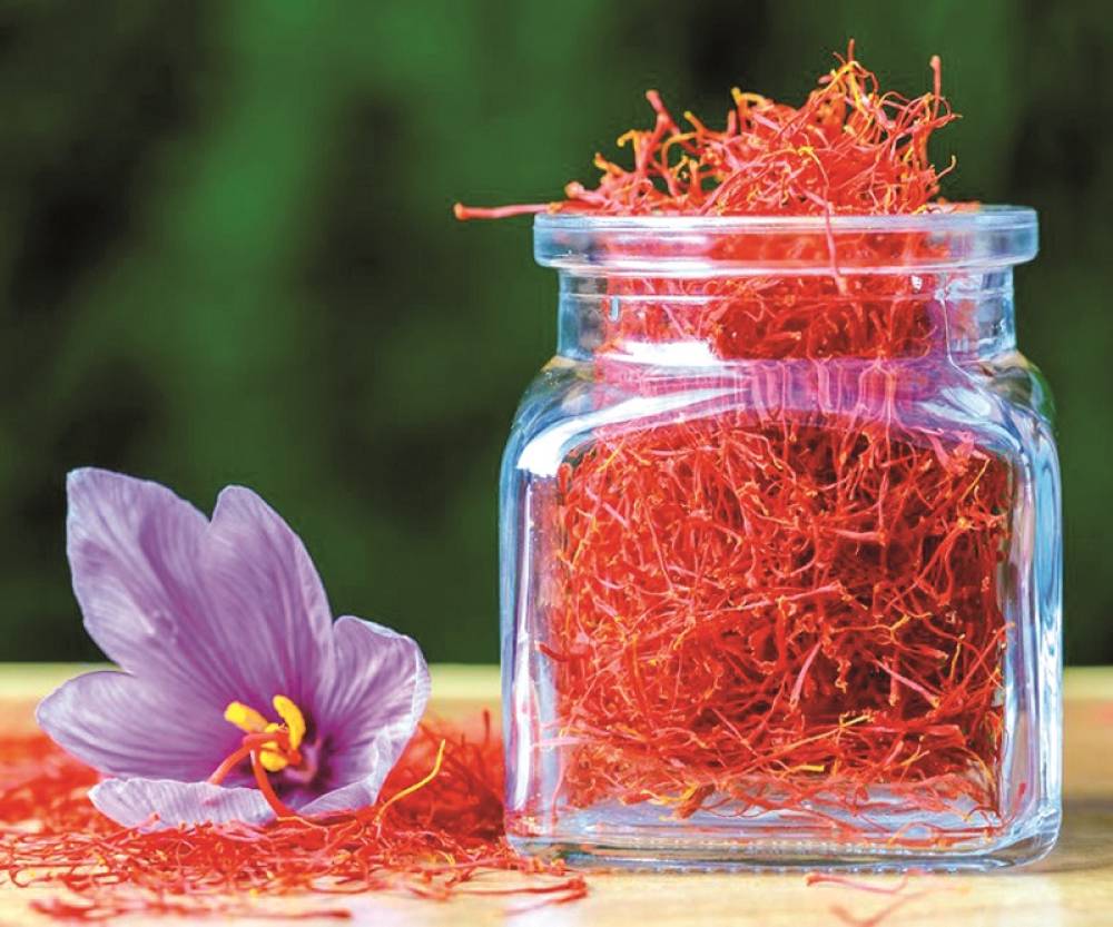 باحثون سعوديون يطورون تقنية مبتكرة لزراعة الزعفران وإنتاج أزهاره في 10 أيام
