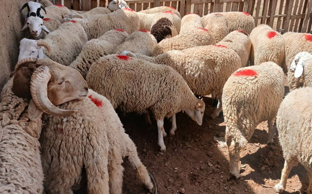 الحكومة تعتمد إجراءات استثنائية لتنظيم بيع أضاحي العيد والحد من المضاربة