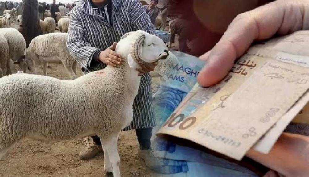 غلاء الأضاحي يربك الأسر المغرب