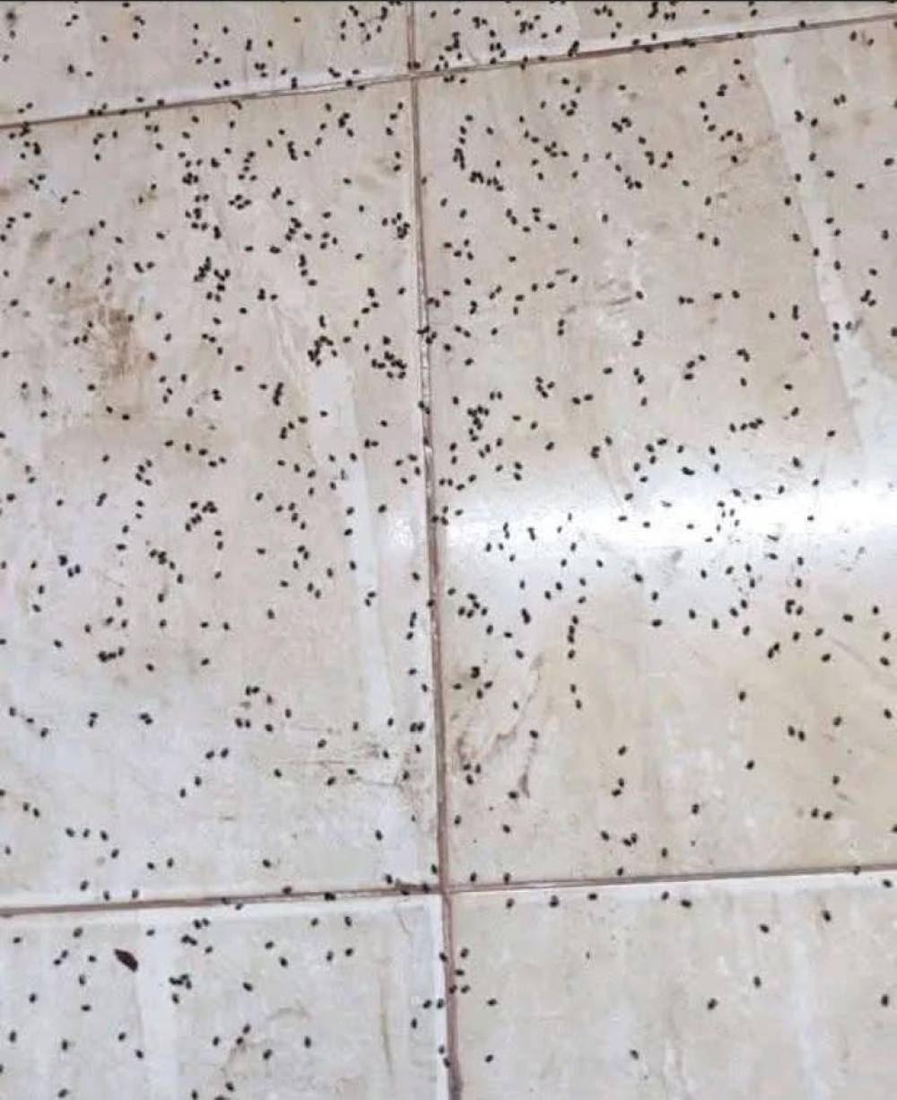 ظهور حشرات صغيرة ببني ملال يثير تساؤلات المواطنين